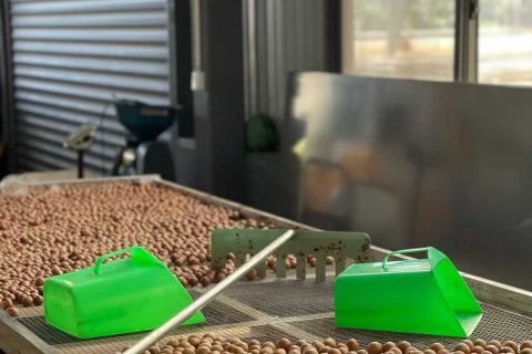 计为双棒料位开关在云南保山咖啡豆加工的应用案例