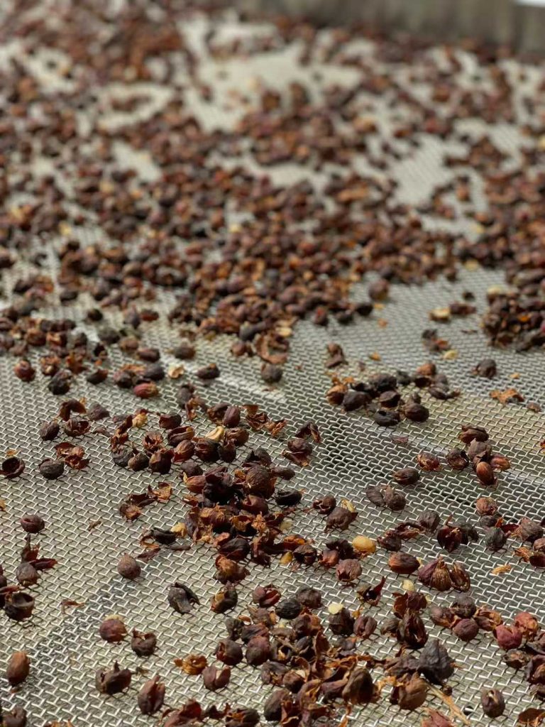 计为双棒料位开关在云南保山咖啡加工的应用案例