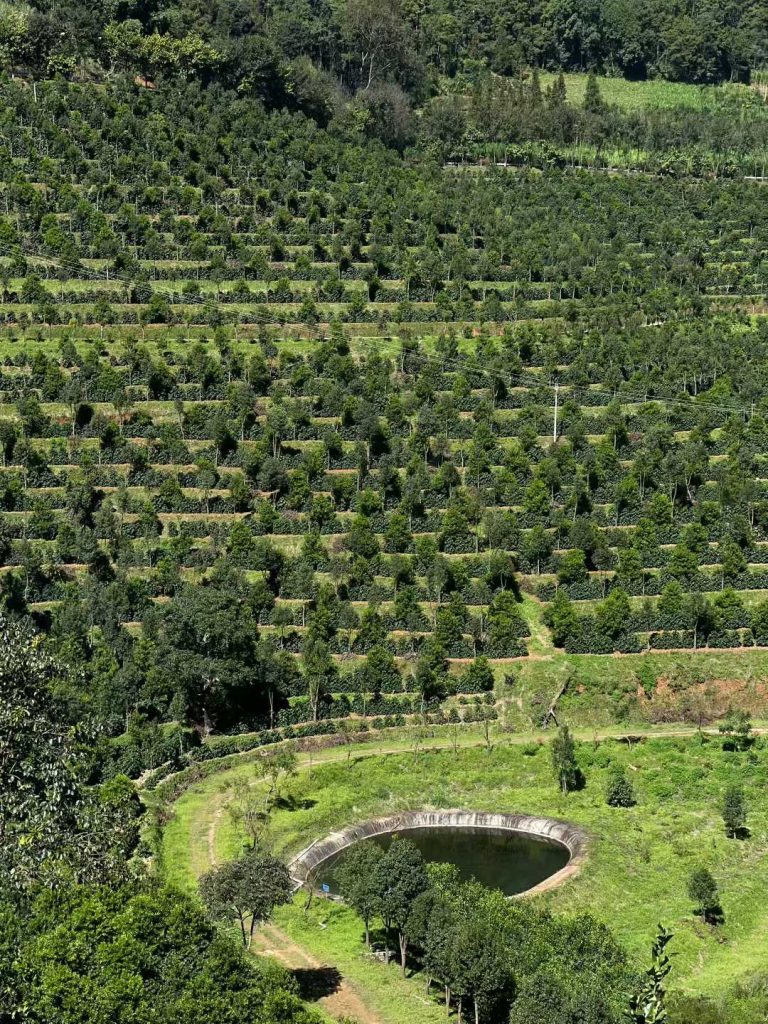 计为双棒料位开关在云南保山咖啡加工的应用案例