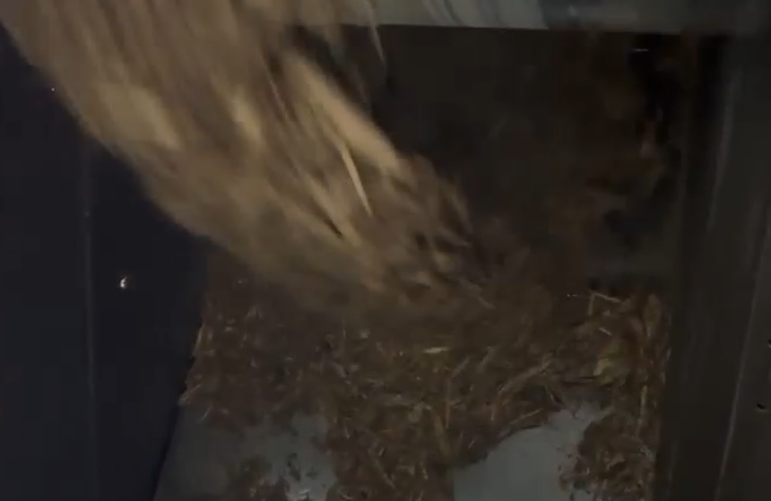 振棒料位开关误报警的常见原因：安装规范与现场应用要点解析